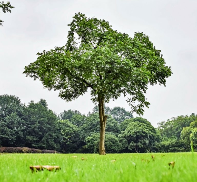 The Trees Of The Field Shall Know.